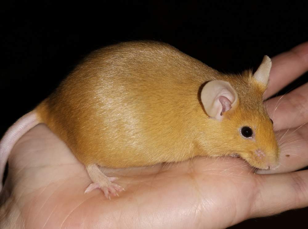 Fancy mouse Owned by other Mus musculus 