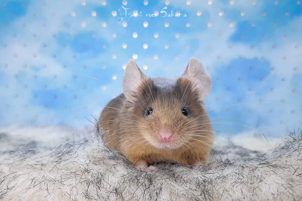 Fancy mouse Retired Mus musculus 