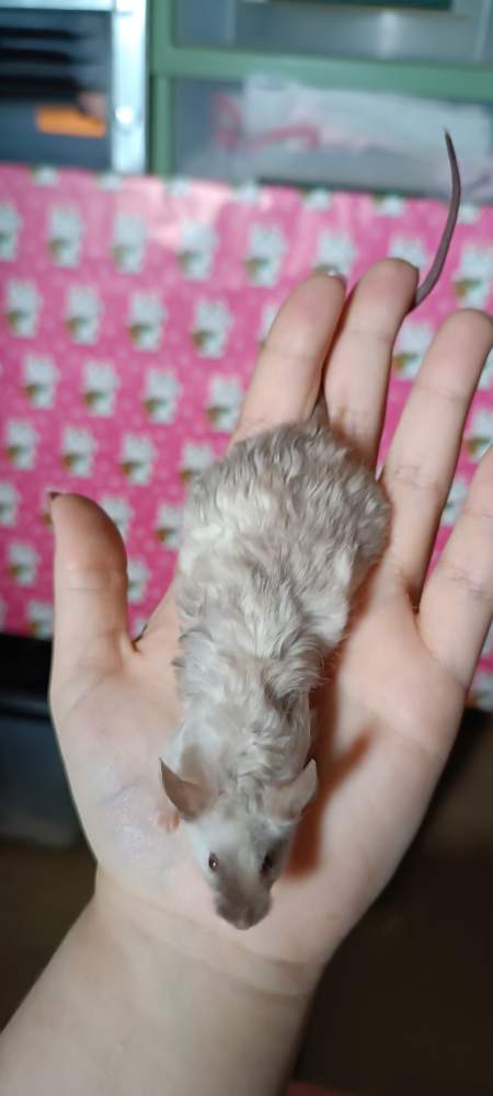 Fancy mouse Deceased Mus musculus 