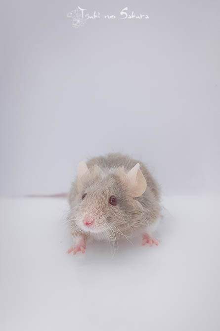 Fancy mouse Deceased Mus musculus 