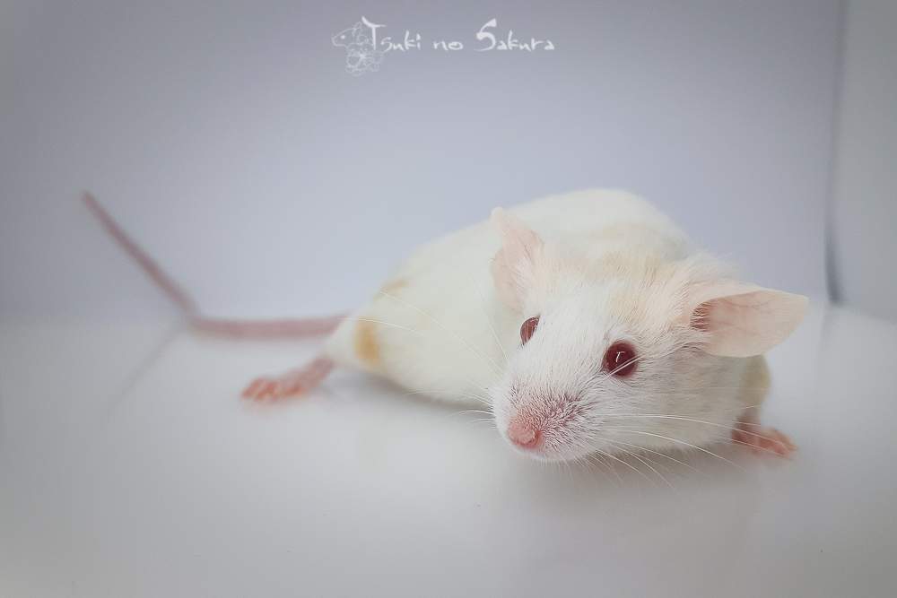 Fancy mouse Pet only Mus musculus 