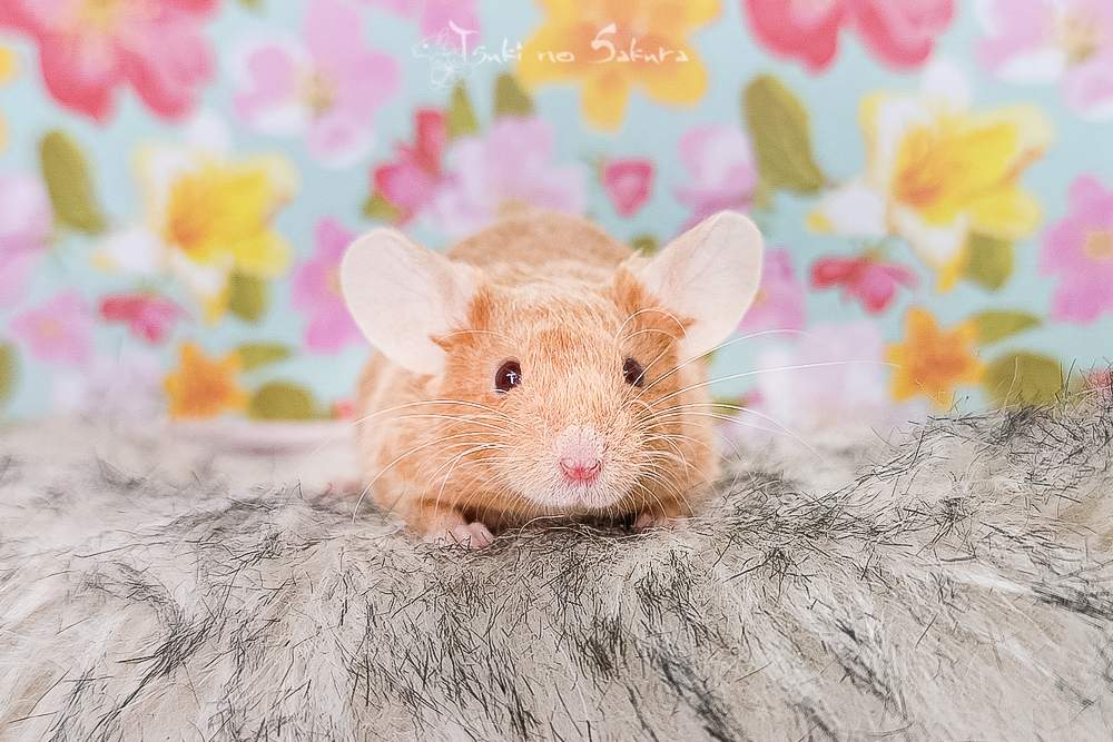 Fancy mouse Retired Mus musculus 