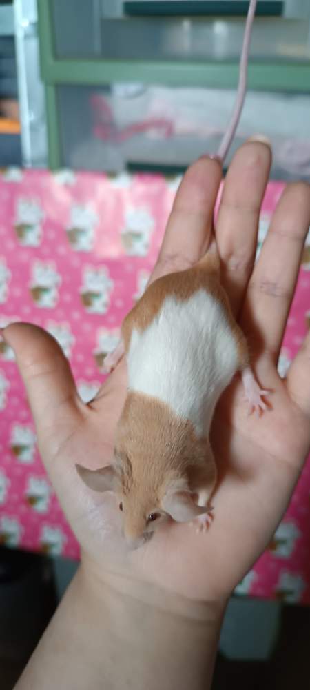 Fancy mouse Breeder Mus musculus 
