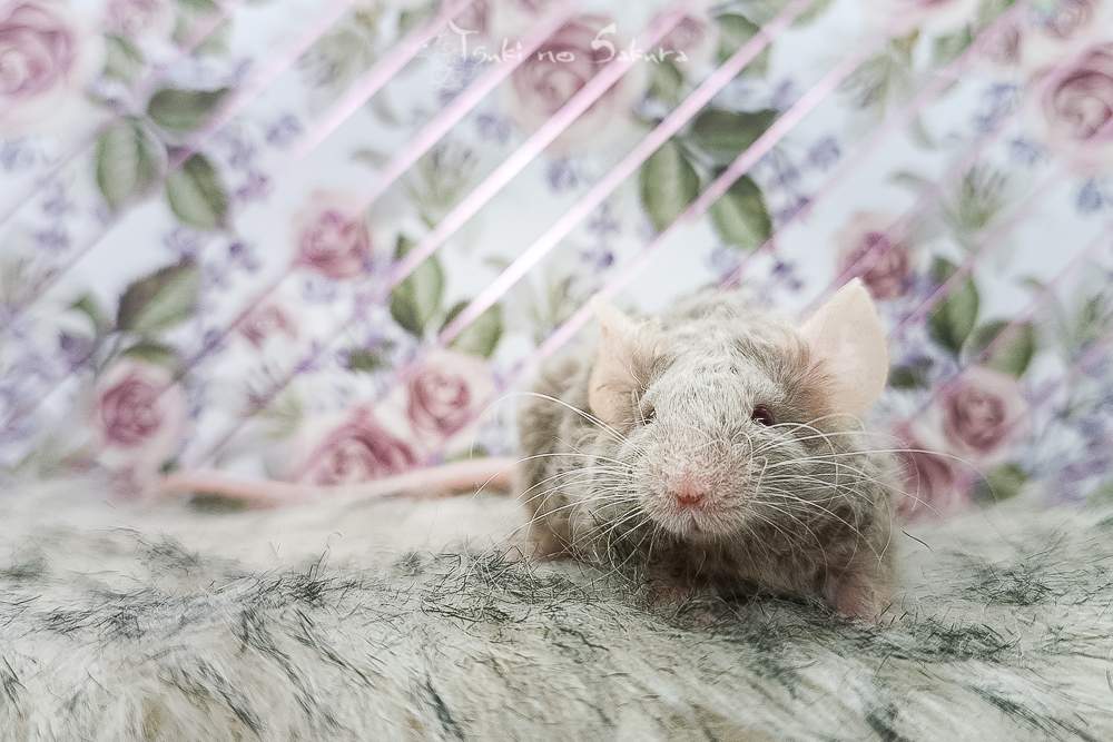 Fancy mouse Retired Mus musculus 