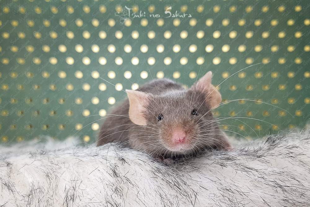 Fancy mouse Retired Mus musculus 
