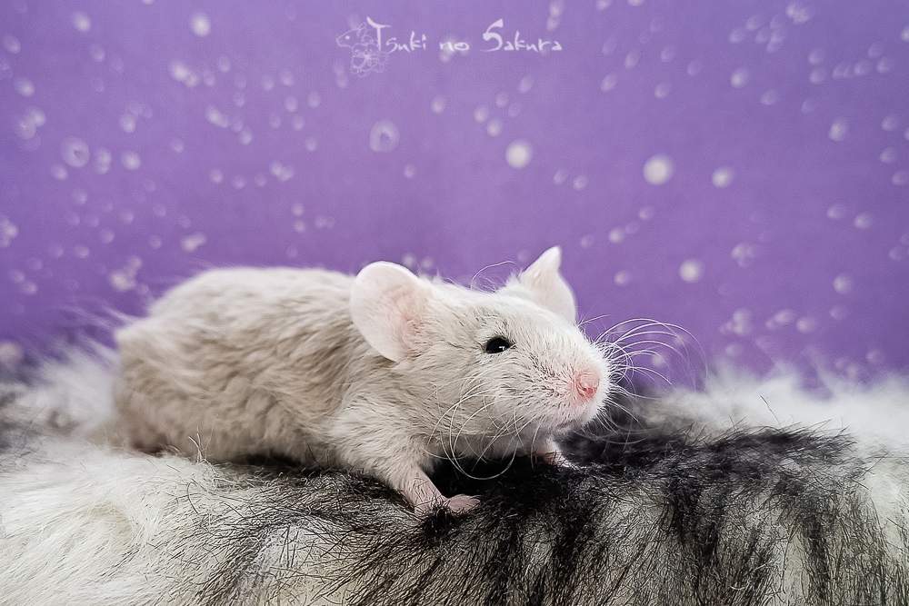 Fancy mouse Retired Mus musculus 