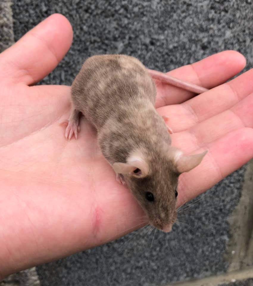 Fancy mouse Owned by other Mus musculus 