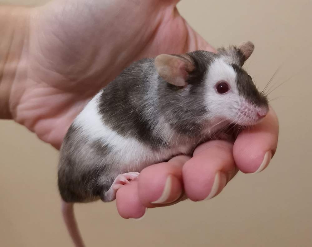 Fancy mouse Owned by other Mus musculus 