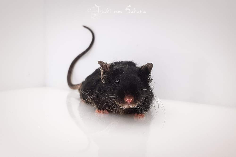 Fancy mouse Retired Mus musculus 