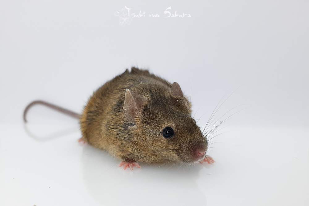 Fancy mouse Retired Mus musculus 