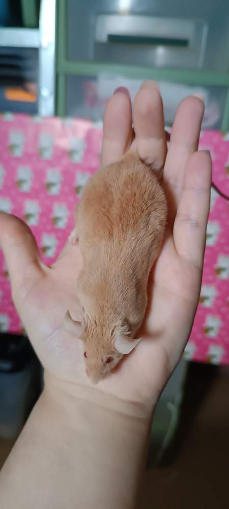 Fancy mouse Retired Mus musculus 