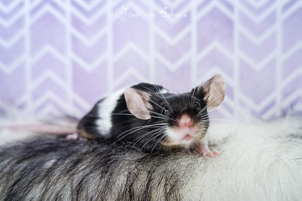 Fancy mouse Breeder Mus musculus 