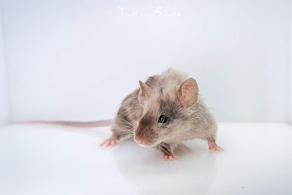 Fancy mouse Retired Mus musculus 
