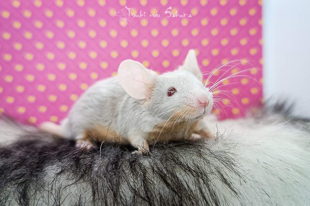 Fancy mouse Retired Mus musculus 