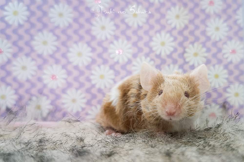 Fancy mouse Retired Mus musculus 