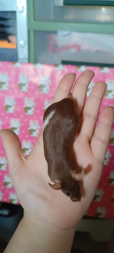 Fancy mouse Breeder Mus musculus 