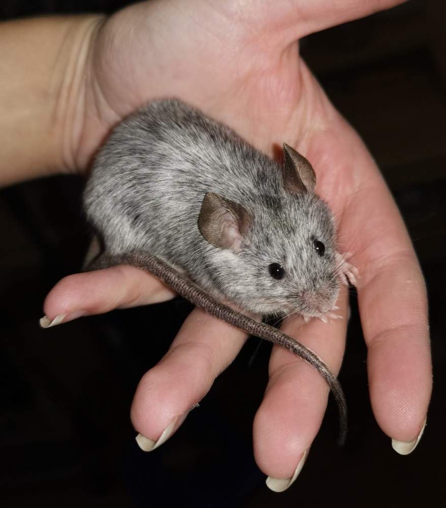 Fancy mouse Owned by other Mus musculus 