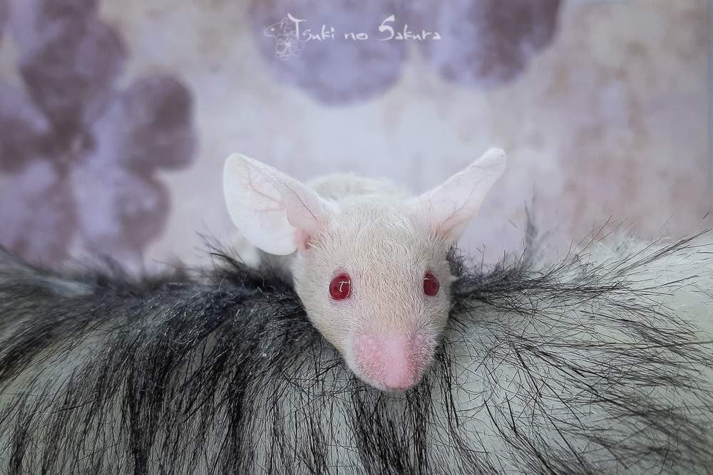 Fancy mouse Retired Mus musculus 