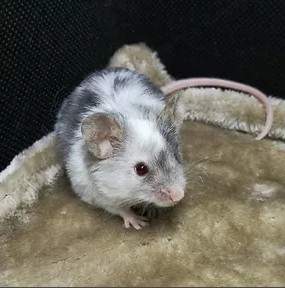 Fancy mouse Owned by other Mus musculus 