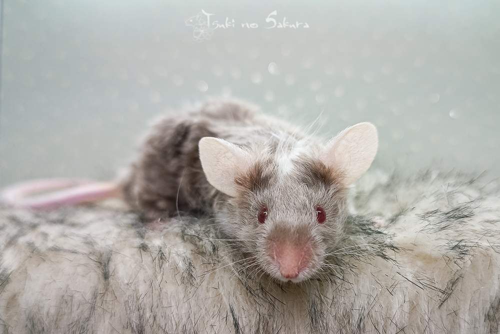 Fancy mouse Retired Mus musculus 