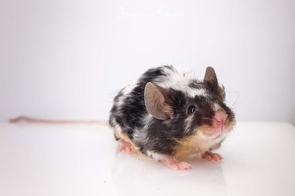 Fancy mouse Retired Mus musculus 