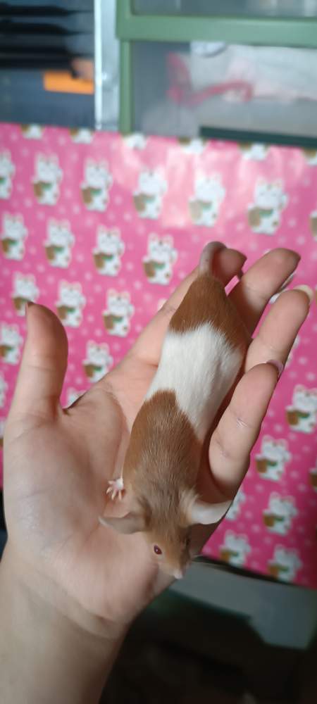 Fancy mouse Retired Mus musculus 