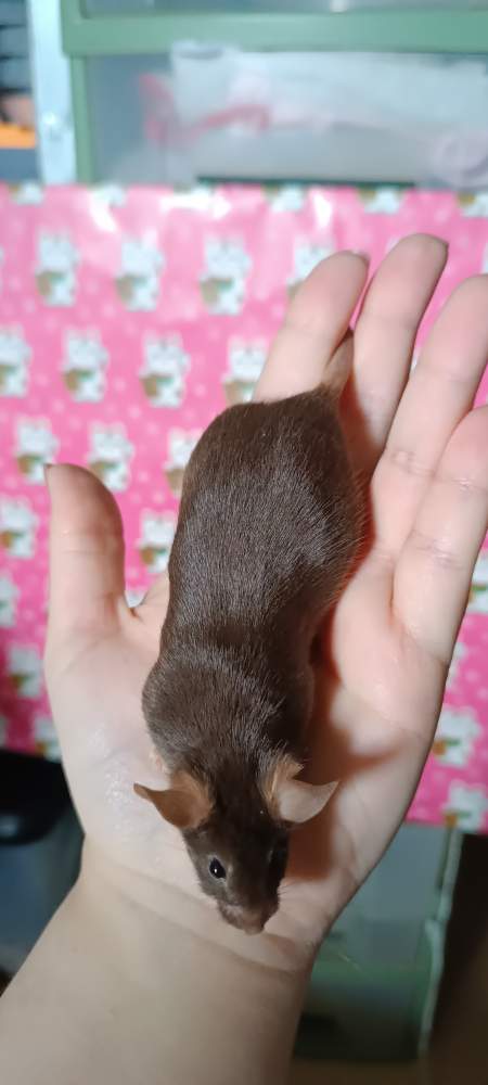 Fancy mouse Retired Mus musculus 