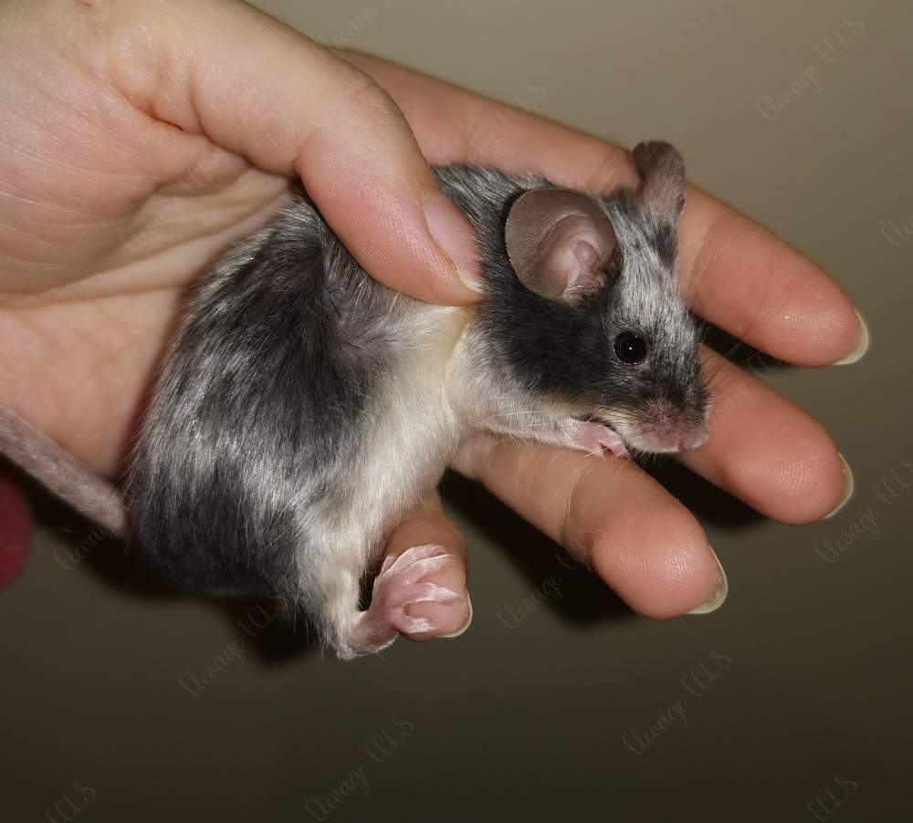 Fancy mouse Owned by other Mus musculus 