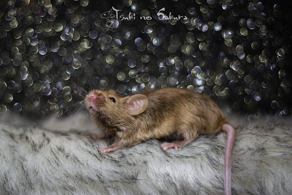 Fancy mouse Deceased Mus musculus 