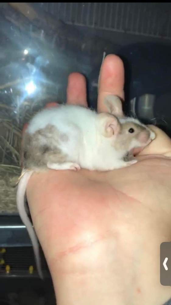 Fancy mouse Owned by other Mus musculus 