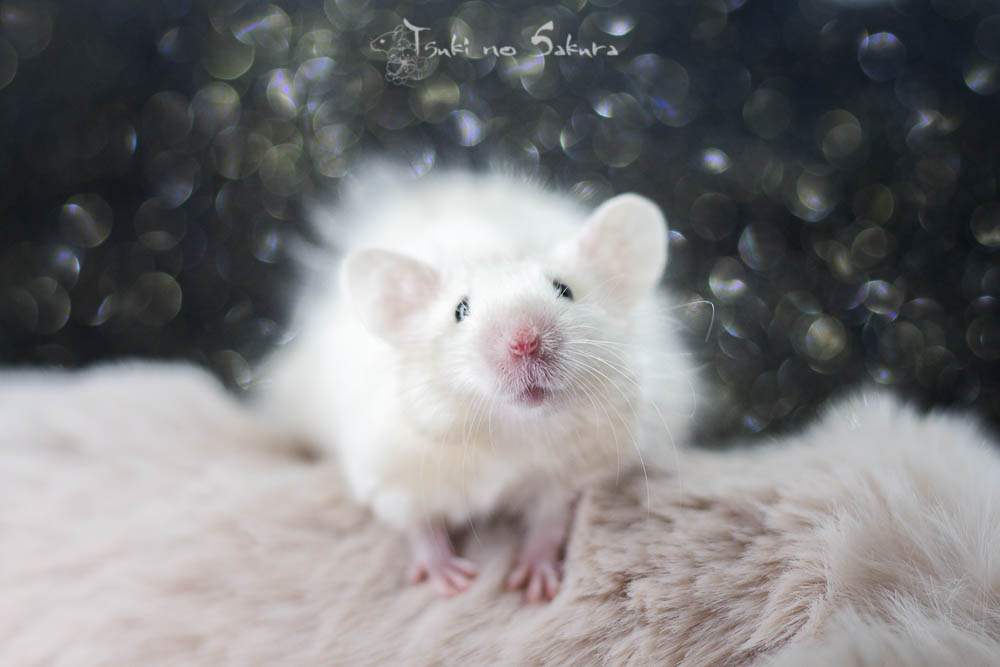 Fancy mouse Breeder Mus musculus 