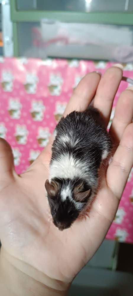 Fancy mouse Retired Mus musculus 