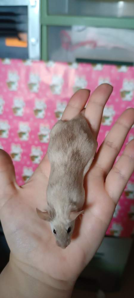Fancy mouse Breeder Mus musculus 