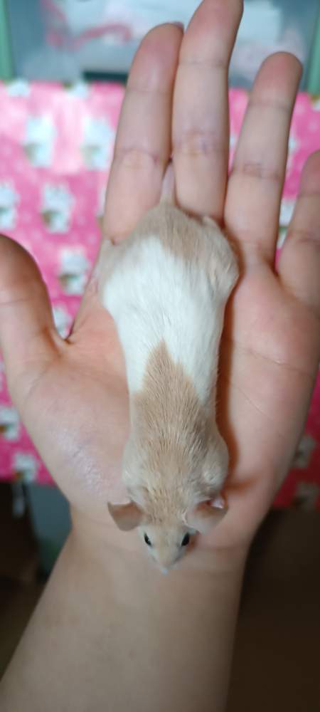 Fancy mouse Breeder Mus musculus 