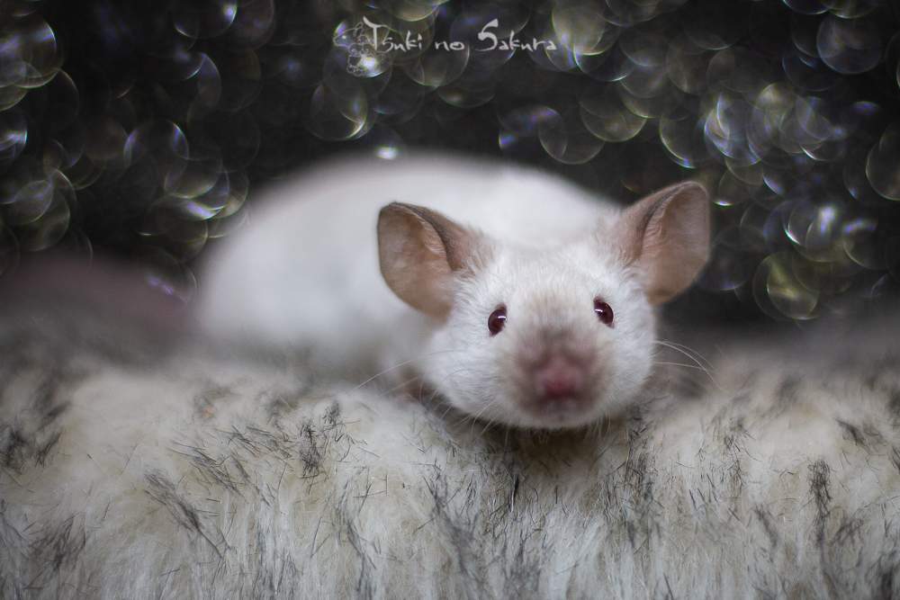 Fancy mouse Deceased Mus musculus 