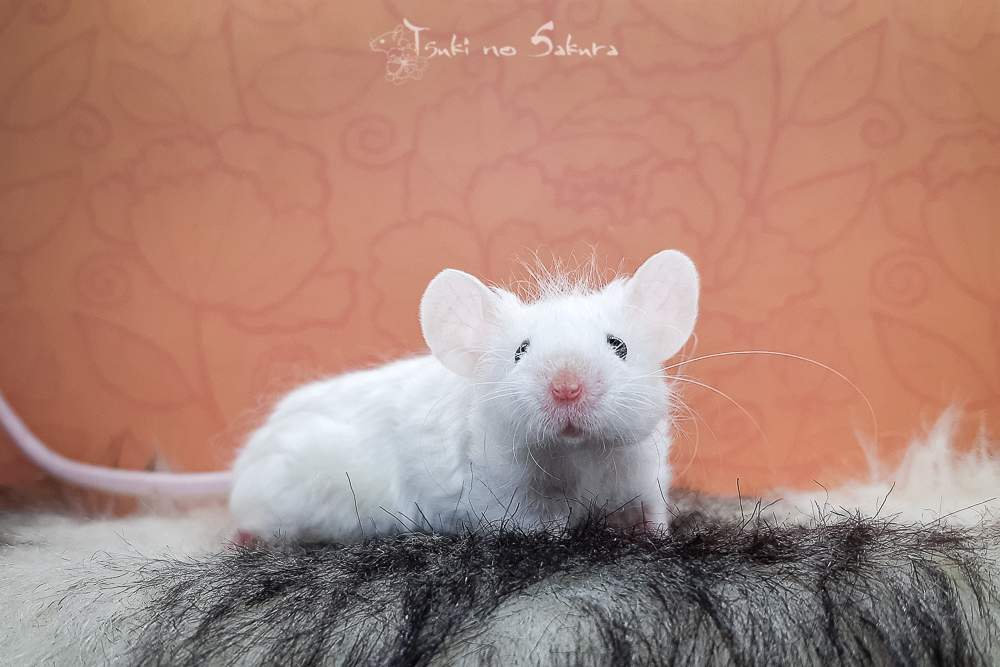 Fancy mouse Retired Mus musculus 
