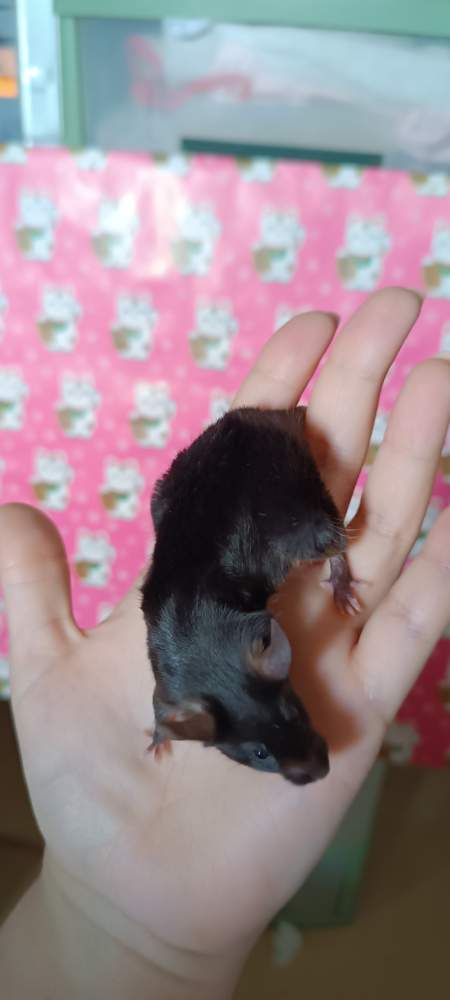 Fancy mouse Retired Mus musculus 