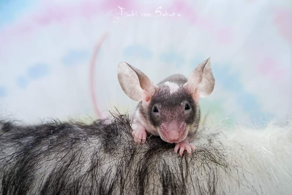 Fancy mouse Retired Mus musculus 