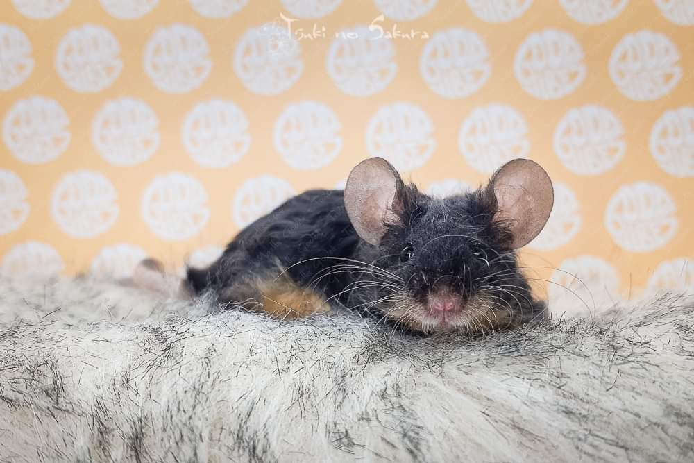 Fancy mouse Retired Mus musculus 