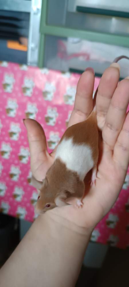 Fancy mouse Retired Mus musculus 