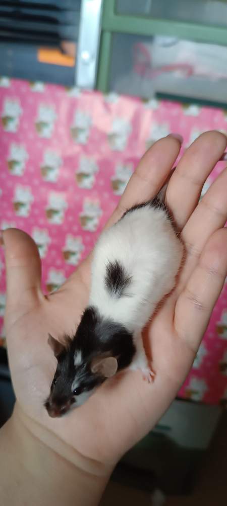 Fancy mouse Breeder Mus musculus 