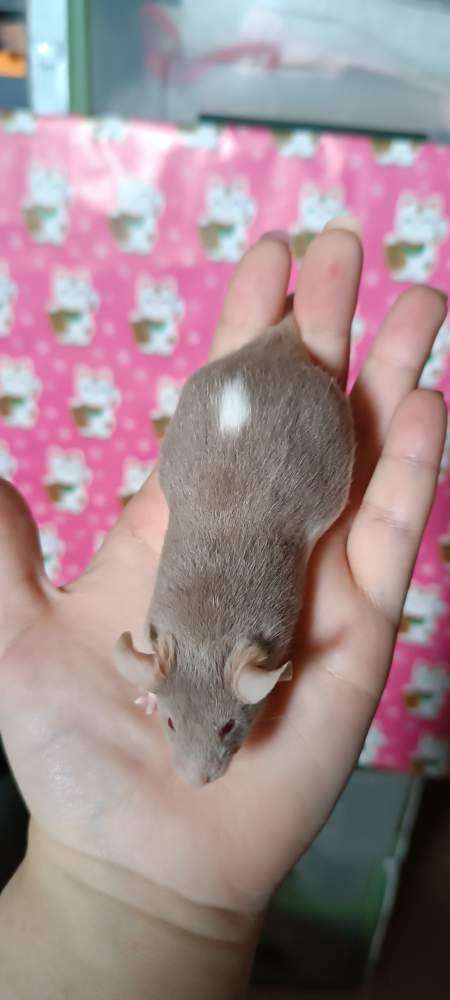 Fancy mouse Retired Mus musculus 