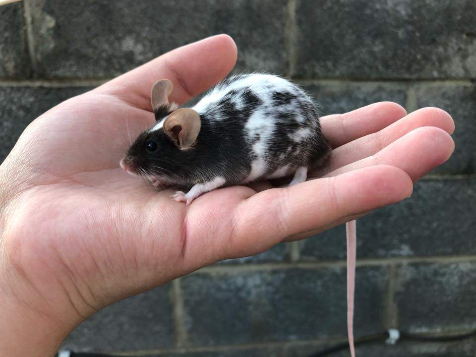 Fancy mouse Owned by other Mus musculus 