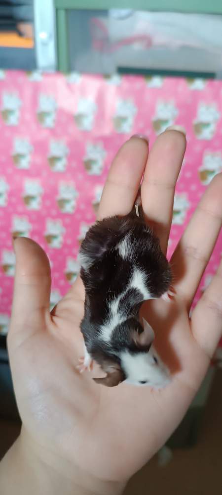 Fancy mouse Breeder Mus musculus 