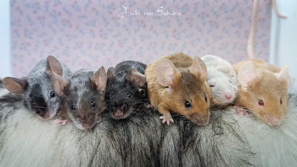 Fancy mouse Found Mus musculus 