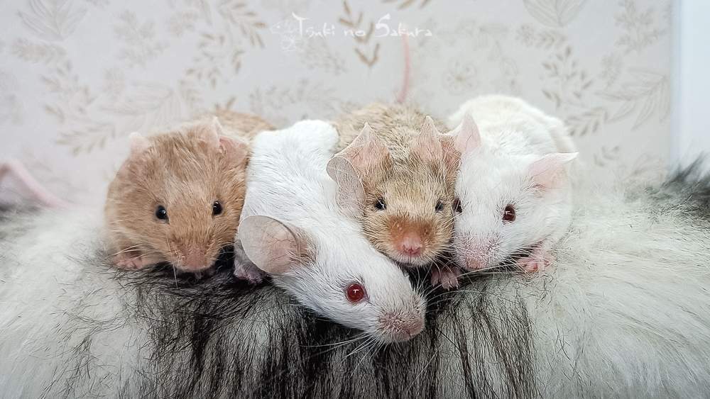 Fancy mouse Found Mus musculus 