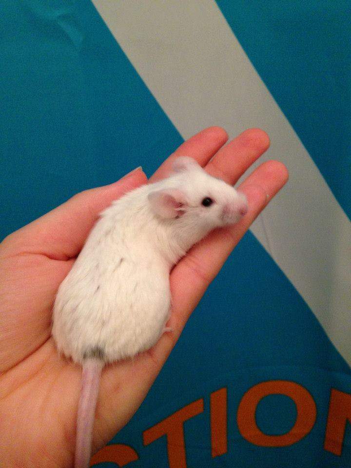 Fancy mouse Owned by other Mus musculus 