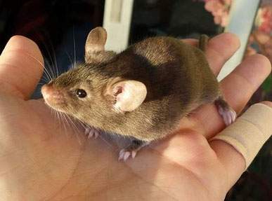 Fancy mouse Owned by other Mus musculus 