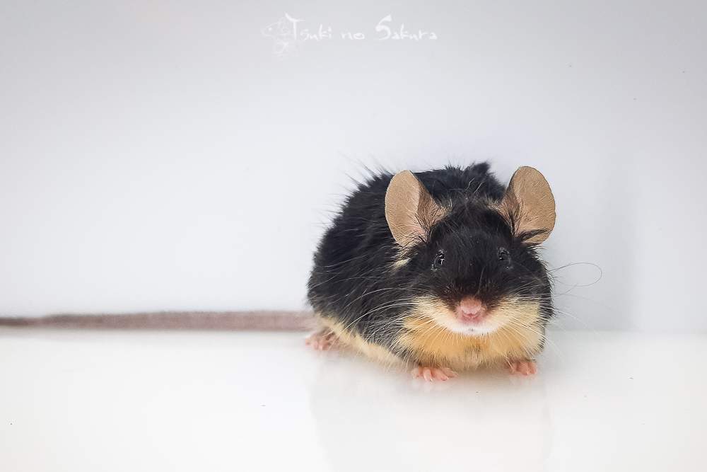 Fancy mouse Retired Mus musculus 