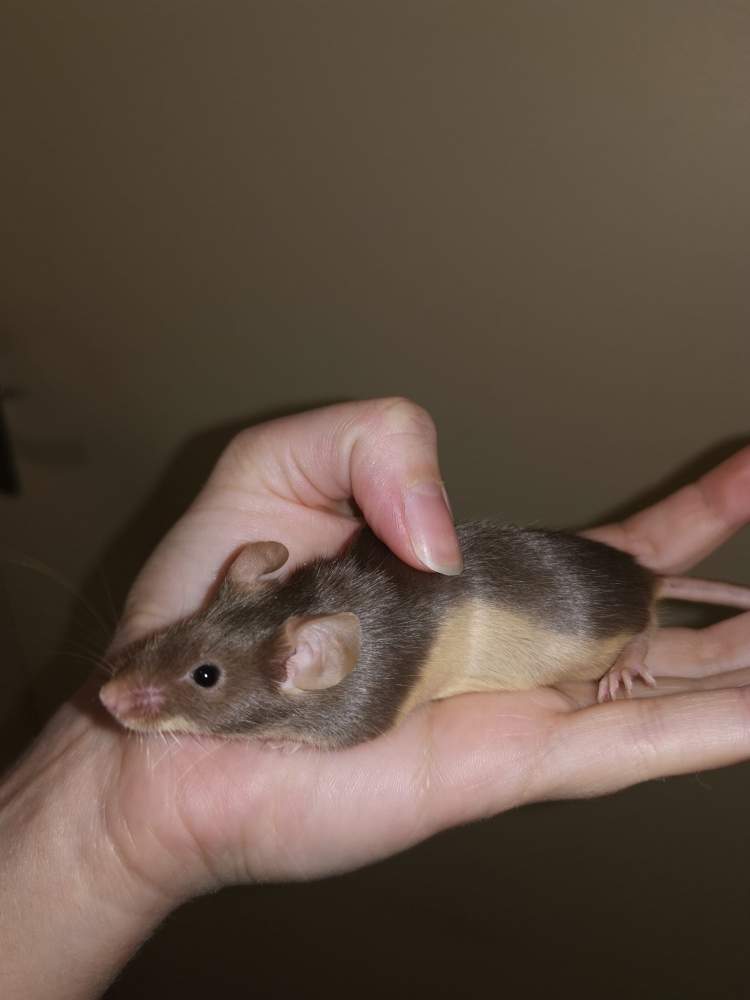 Fancy mouse Owned by other Mus musculus 